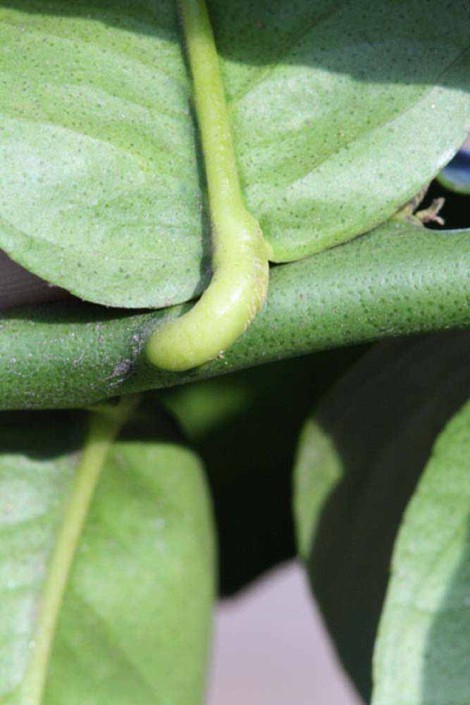            Petiole (Egyptian, Riverside, CA)   